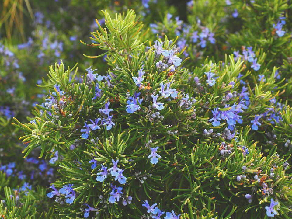 rosmarimo-fiori-oceanodivita-com