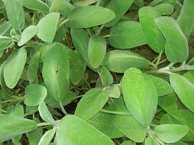 salvia-oceanodivita-com-1