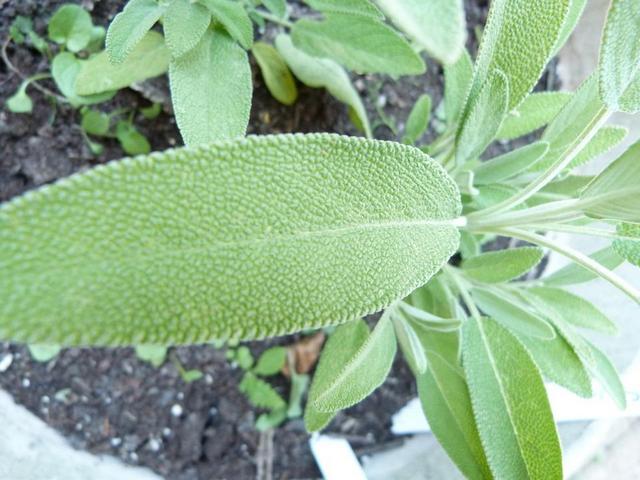salvia-oceanodivita-com